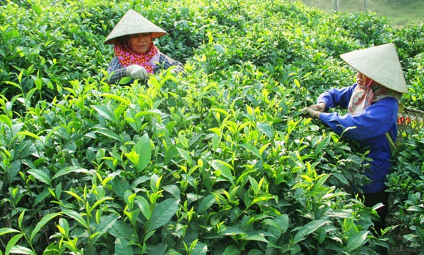 Kỹ thuật đốn, tỉa cây chè | Cổng TTĐT Tài năng trẻ Quốc gia